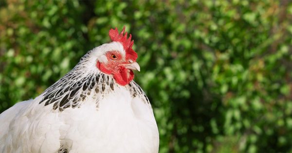 Assault With A Dead Chicken